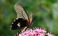 Great Mormon (Papilio memnon)